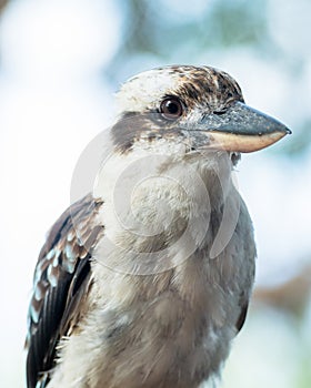 Profile of Bluewinged Kookaburra