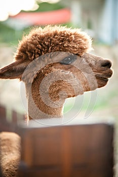 Profile of a brown alpaka