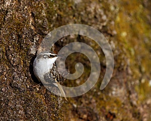 Brown Creeper on tree trunk