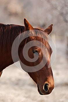 Profile of brown horse