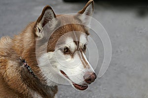 Profile of A Brown and White Huskey