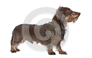 Profile of a Brown Wire-haired dachshund