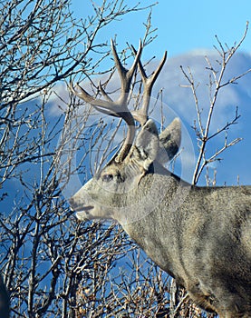 Profile of a Buck Deer