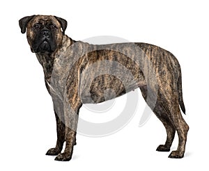 Profile of Bullmastiff dog, standing