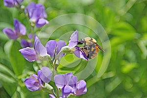 Profile of bumble bee bombus insect on purple flower