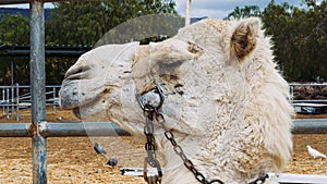 Profile of Camel Animal Head