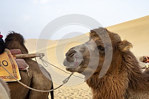 Profile of camel at Singing Sand Mountain, Taklamakan Desert, D