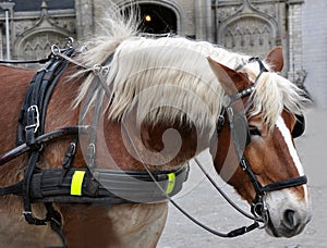 Profile of a carriage horse close up
