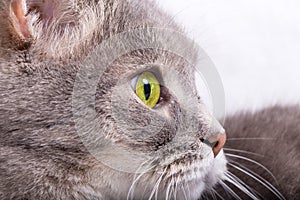 Profile of a cat's muzzle, copyspase on the right