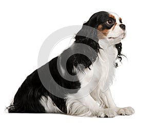 Profile of Cavalier King Charles Spaniel, sitting