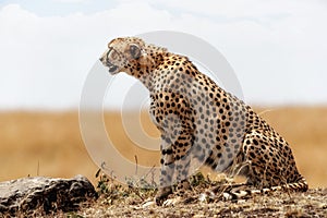 Profile of Cheetah Sitting in Kenya Africa