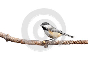 Profile of a chickadee perched on pine branch