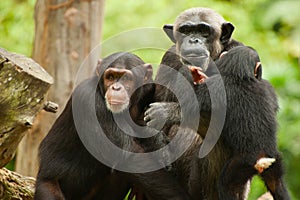 Profile of a chimpanzee family