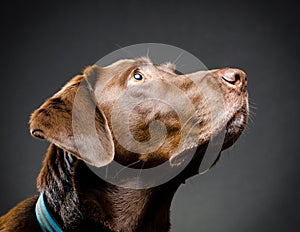 Profile of a chocolate lab