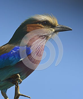 Profile close-up lilac-breasted roller perched on a branch on blue background