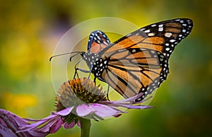 Profile close up of a monarch butterfly on an echinacea flower against a colorful blurred background