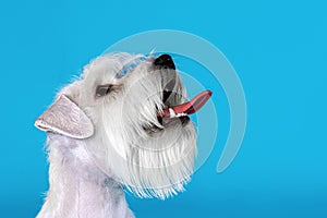 The profile close up portrait of miniature white schnauzer on blue background.