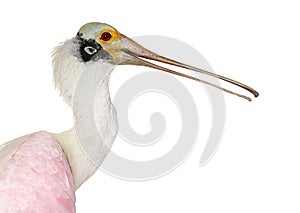 Profile Close-up on a Roseate Spoonbill beak, Platalea ajaja, Isolated on white