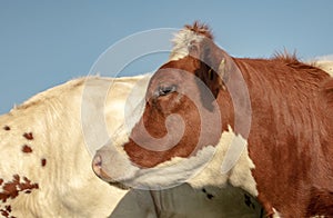 Profile close up of a young red and white cow, with cowlick, and a blue background.