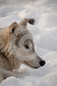 A profile closeup of an Arctic Wolf resting in the snow