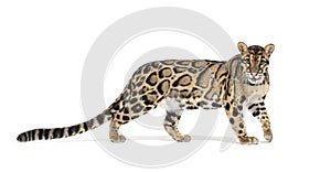 Profile of a Clouded leopard, Neofelis nebulosa, walking photo