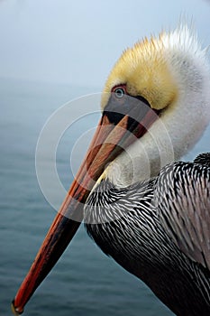 Profile of a colorful pelican with the ocean behind.