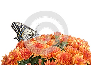 Profile of a Common Yellow Swallowtail butterfly on mums, isolated