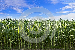 Profile of corn crop photo