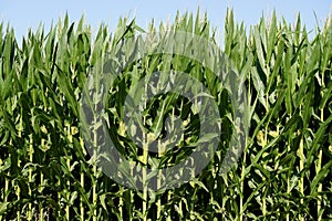 Profile of Corn Field