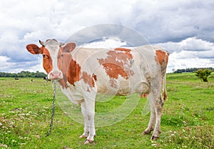 Profile of cow on the background of bright green field. Funny cow on cow farm. Young red and white spotted calf staring at the cam