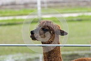 Profile of cute Alpaca peering over metal fence