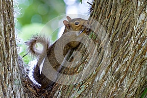 Profile of a Cute Eastern Gray Squirrel with Curled Tail in Texas.