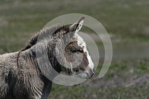 Profile of a cute fuzzy gray and white donkey