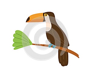 Profile of cute toucan or tucan sitting on tree branch. Funny tropical bird with long yellow beak. Exotic animal