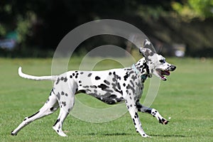 Profile of a dalmatian dog running in field