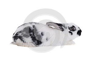 Profile Dalmatian rabbit isolated on a white background