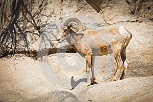 Profile of a Desert Bighorn Sheep