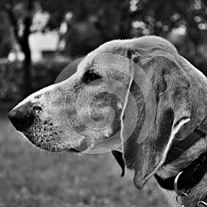 a profile of a dog