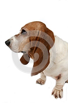 Profile of a dog's big nose and long ears