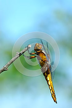 Profile of a dragonfly