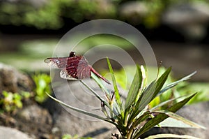 The profile of dragonfly