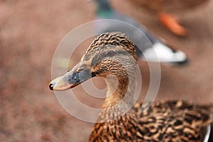 Profile of a Duck