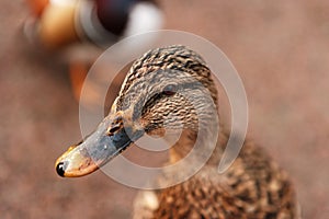 Profile of a Duck