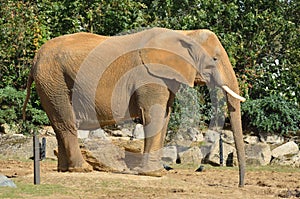 Profile of elephant