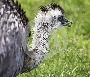 Profile of an Emu Bird