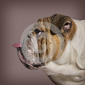 Profile of a English Bulldog sticking tongue out against brown b
