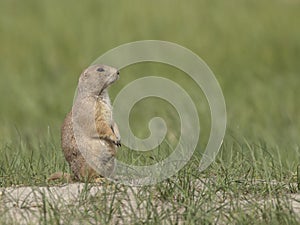 Profile of erect prairie dog at burrow photo