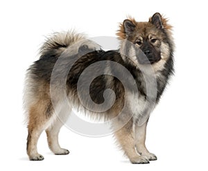 Profile of Eurasier dog, standing