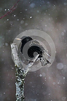 Profile of European Common Starling on Branch with Snow falling- Sturnus vulgaris