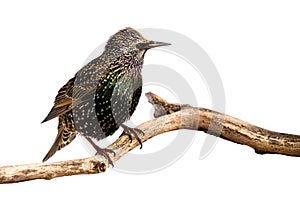 Profile of a european starling